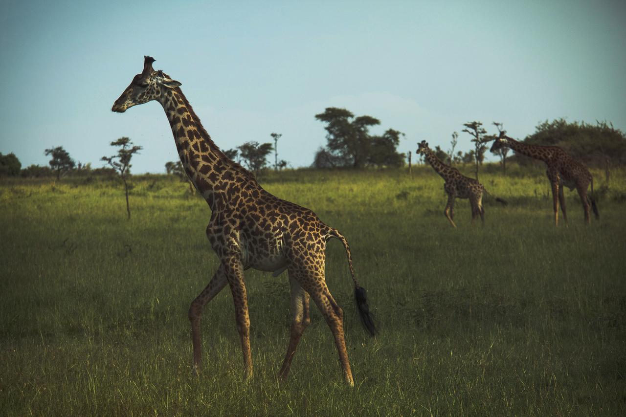 mikumi 3 days safari