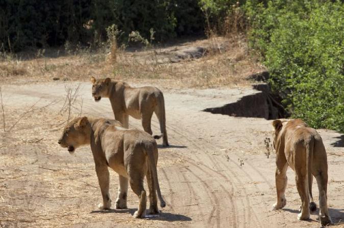 4-day-ruaha-national-park-safari-tour